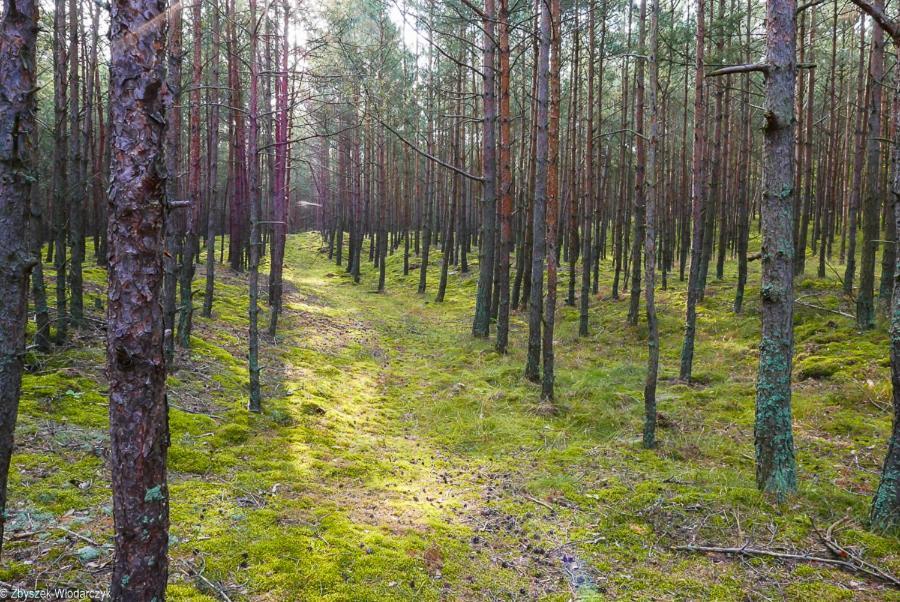 Dworek Bursztynowe Piaski Gdaňsk Exteriér fotografie